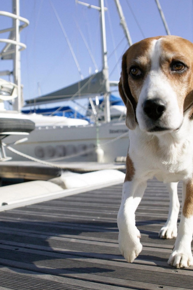 Собака на морском причале