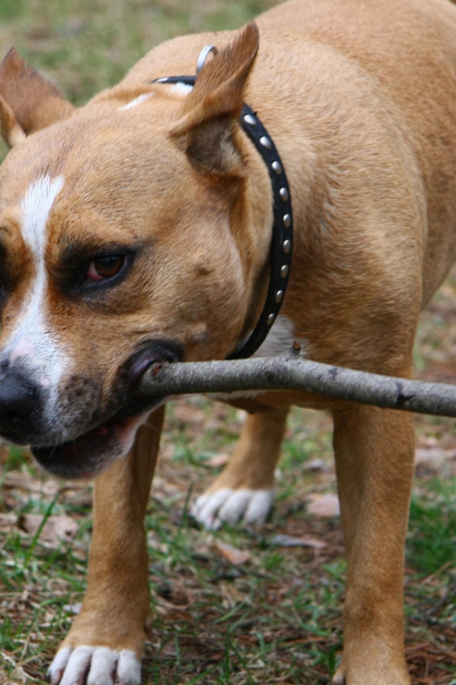 Собака с палкой в зубах