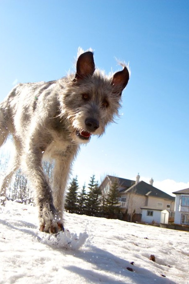 Верный друг ирландский волкодав