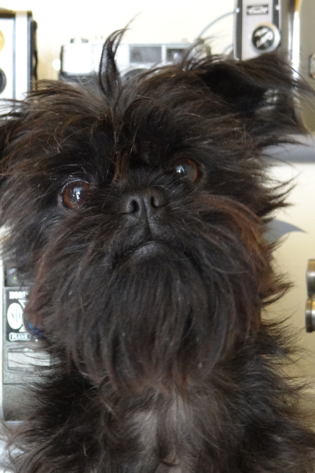 Красивый аффенпинчер