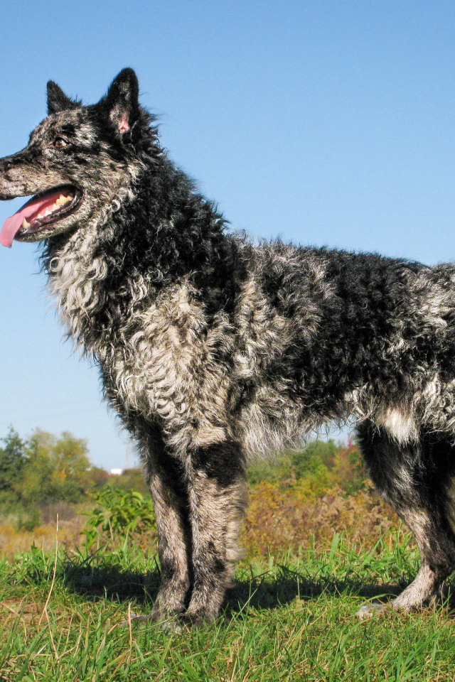 Красивый пес муди