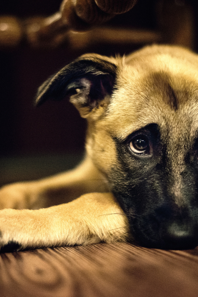 Одинокая собака