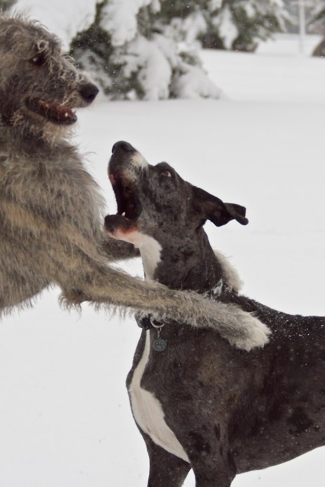Пара ирландских волкодавов
