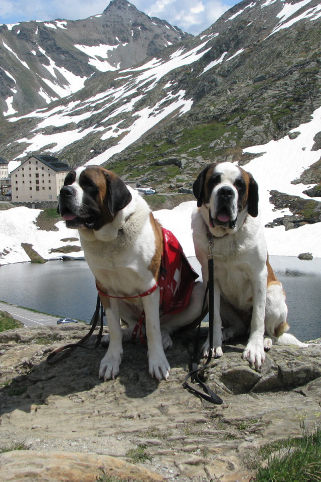 Пара сенбернаров в Швейцарии