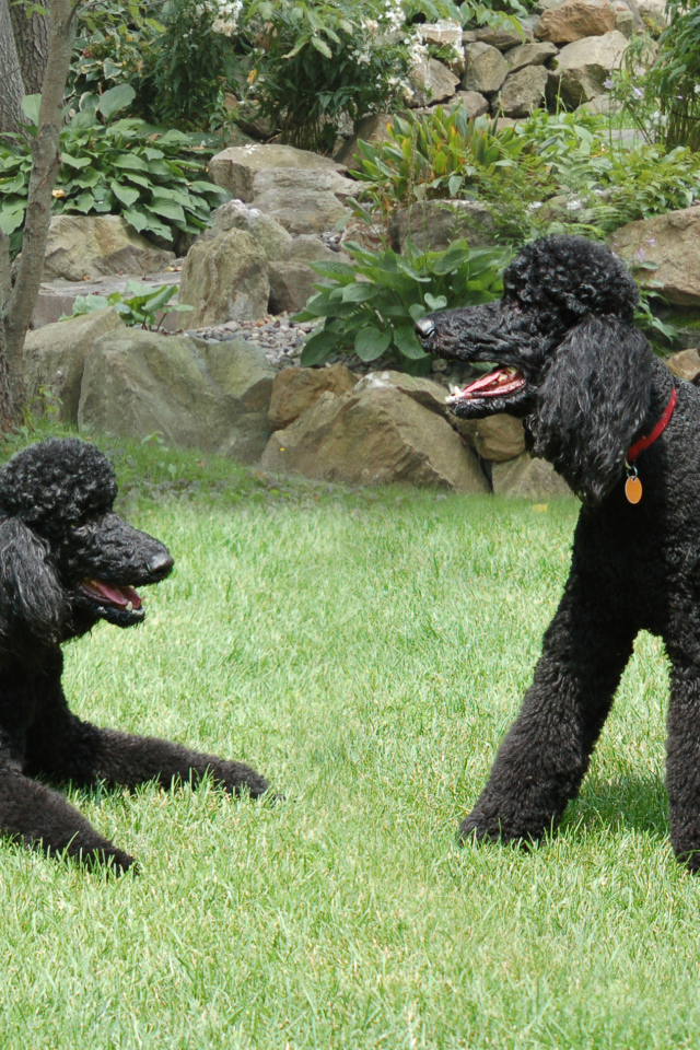 Пара черных пуделей