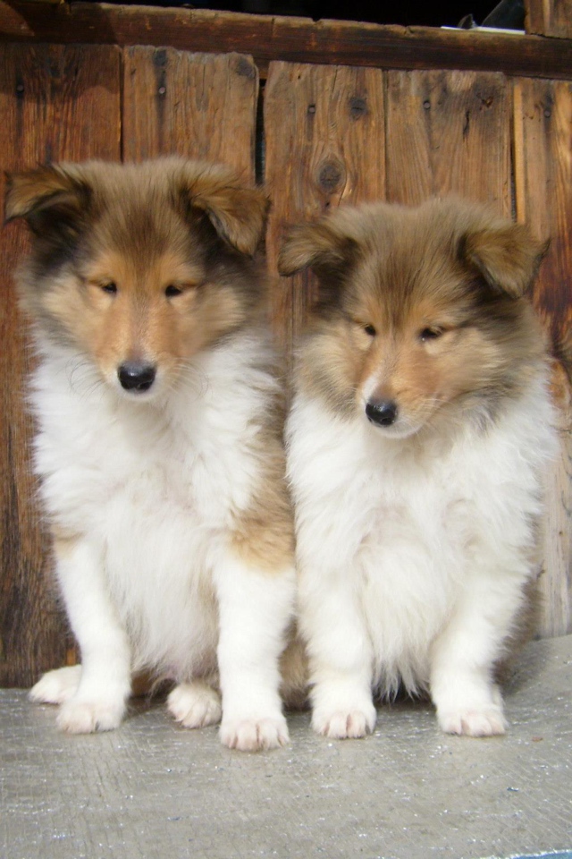 Пара милых щенков колли