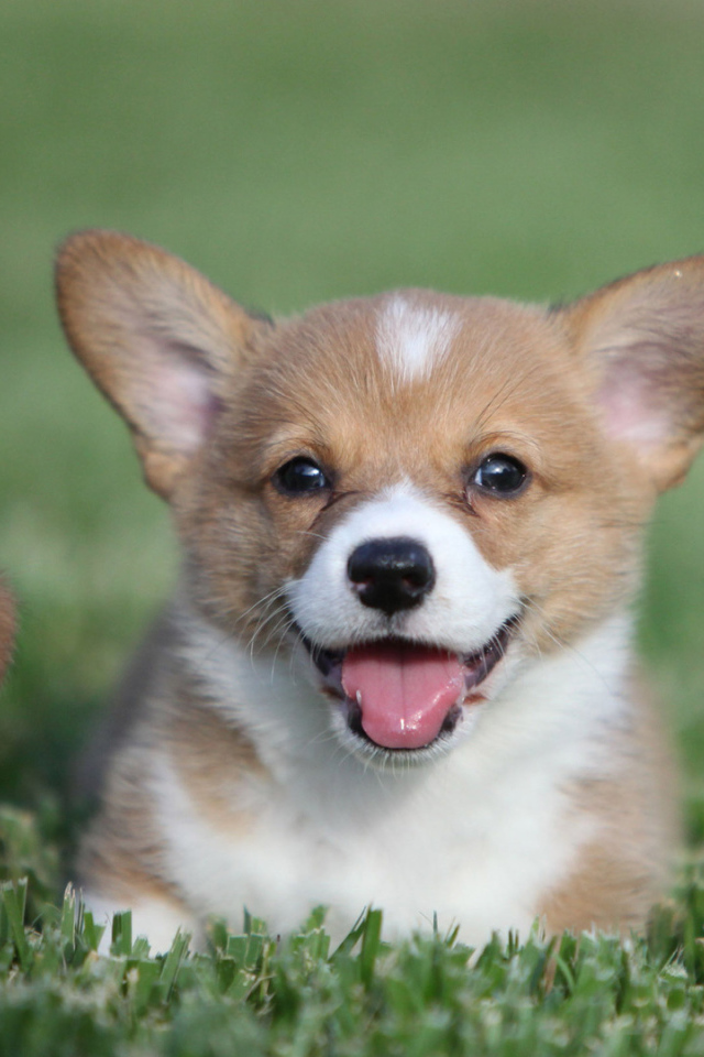 Пара милых щенков вельш-корги