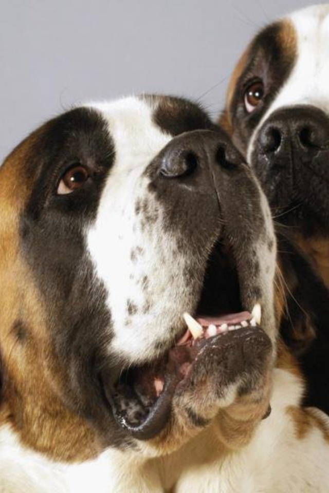 Пара собак сенбернаров