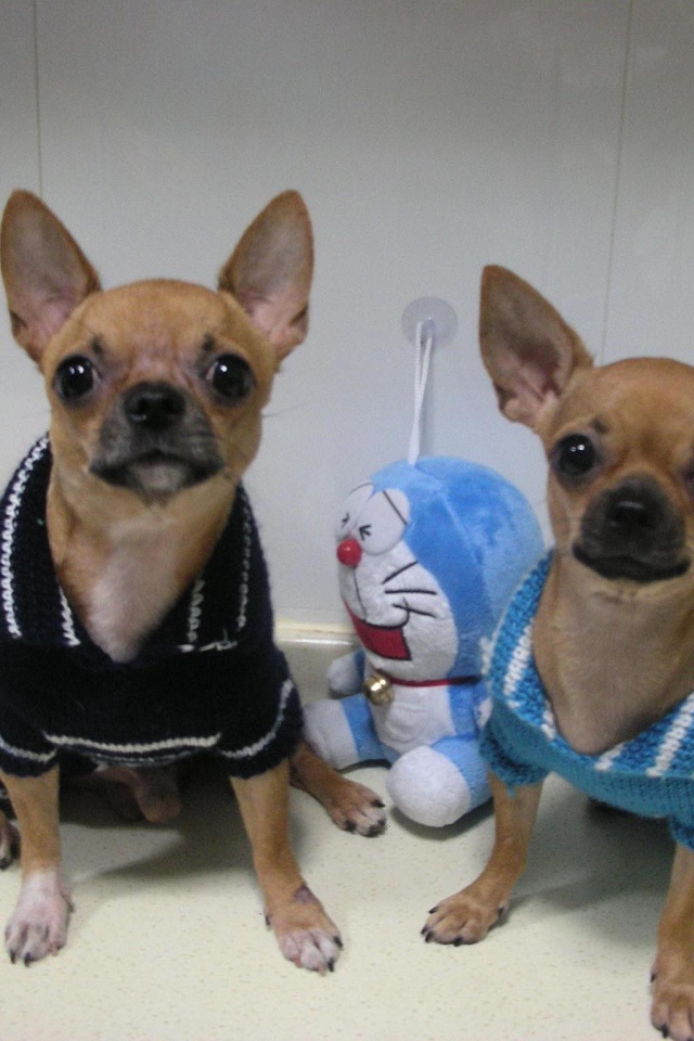 Пара собак чихуахуа