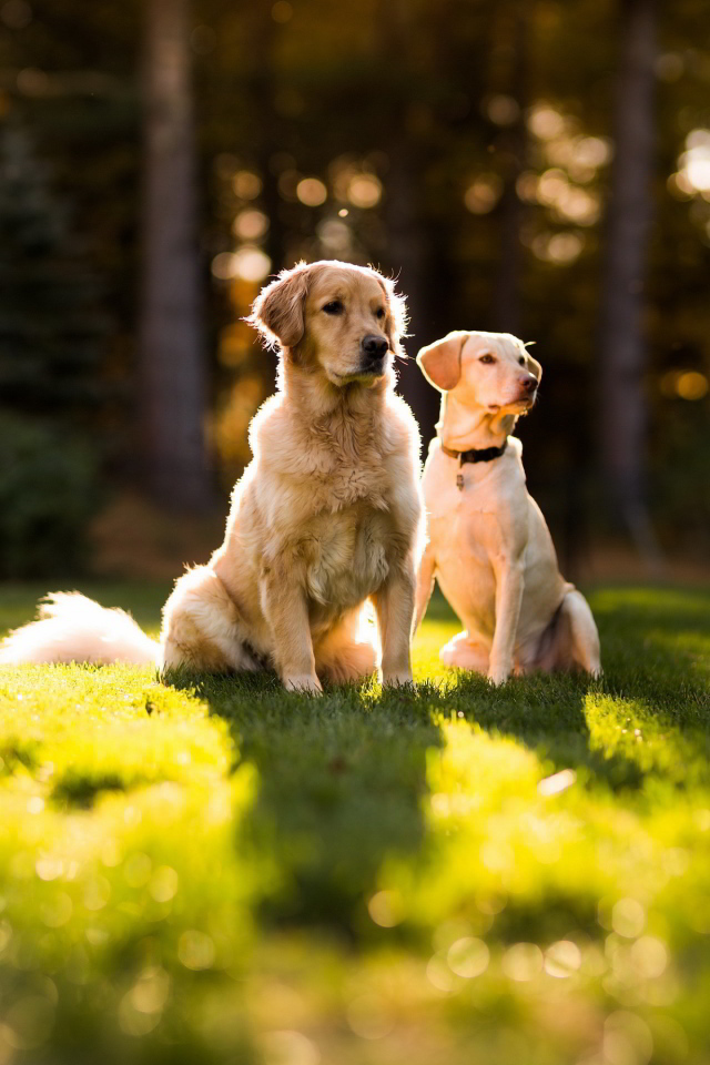 Пара золотых ретриверов