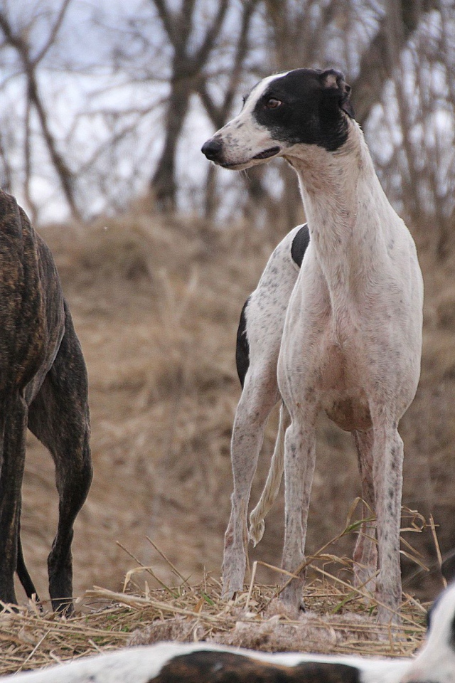 Пара борзых на охоте