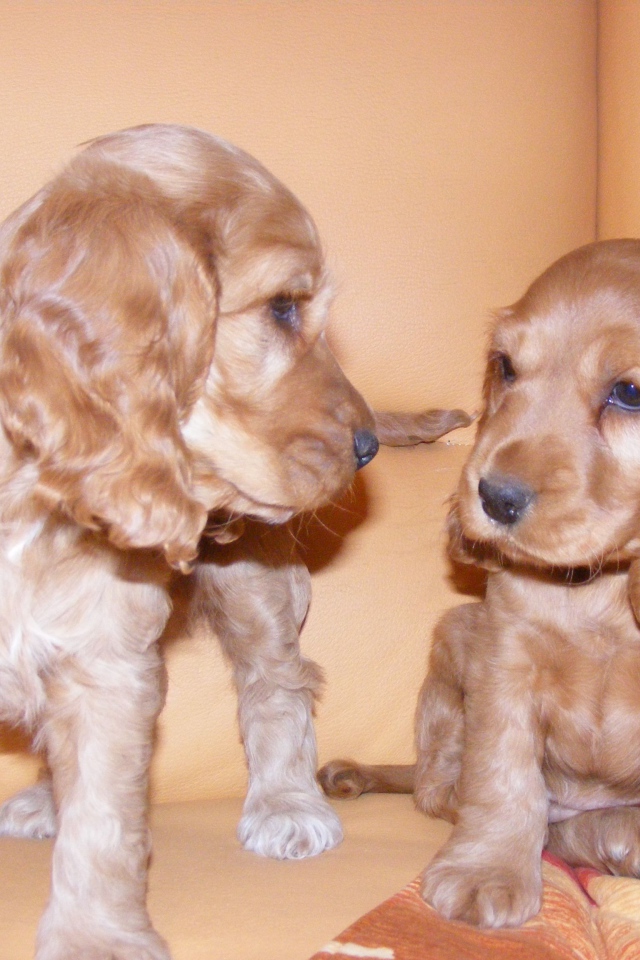 Пара щенков английского кокер спаниеля