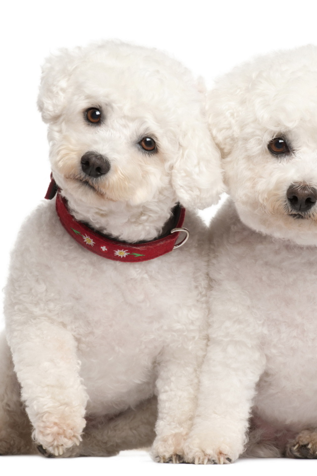 Пара щенков болонки