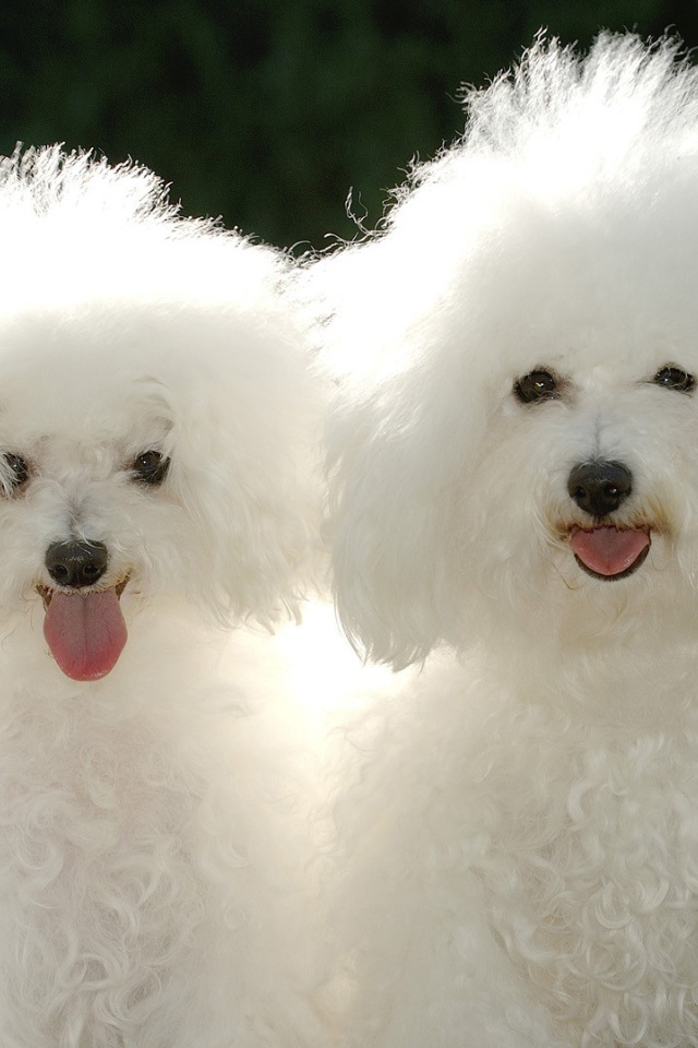 Пара белых пуделей