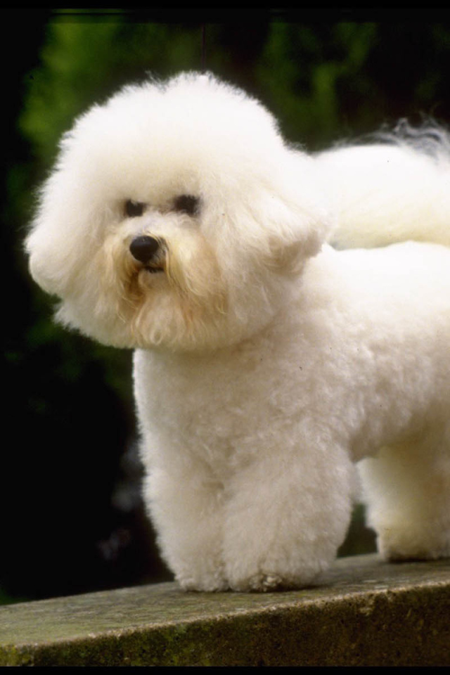 Маленькая французская болонка