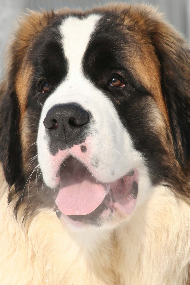 Улыбающийся сенбернар