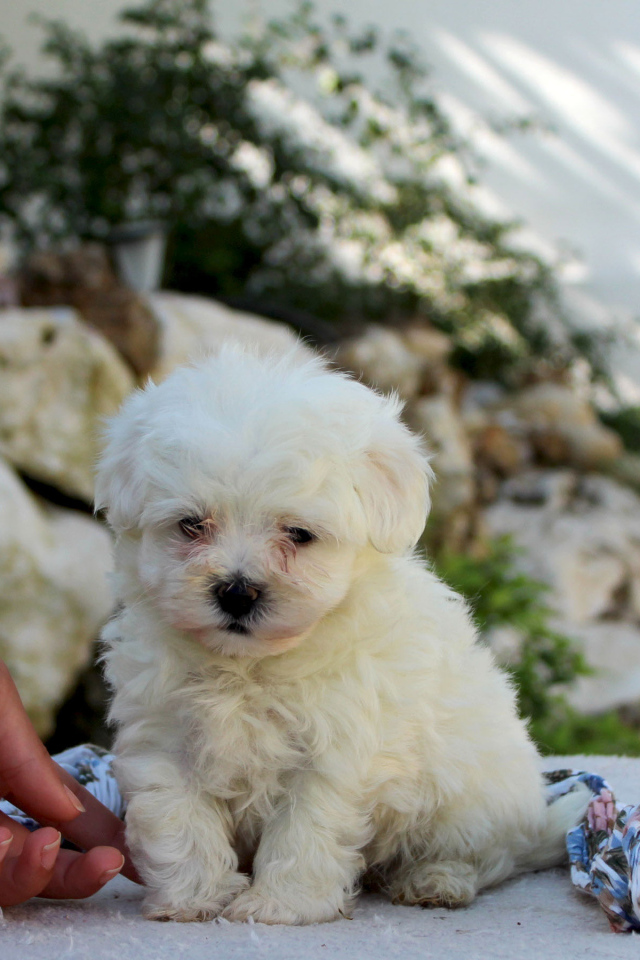 Ласковый щенок болонки