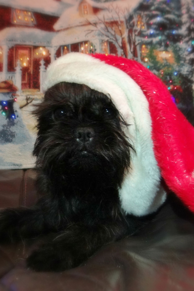 Новогодний наряд аффенпинчера