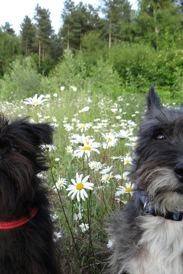 Аффенпинчеры среди ромашек