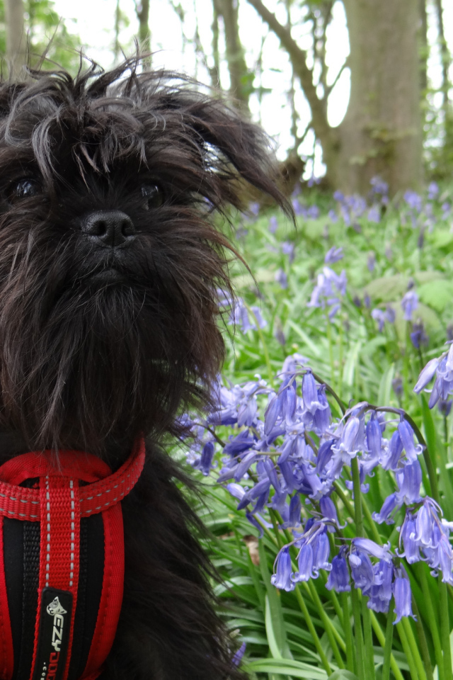 Аффенпинчер в цветах