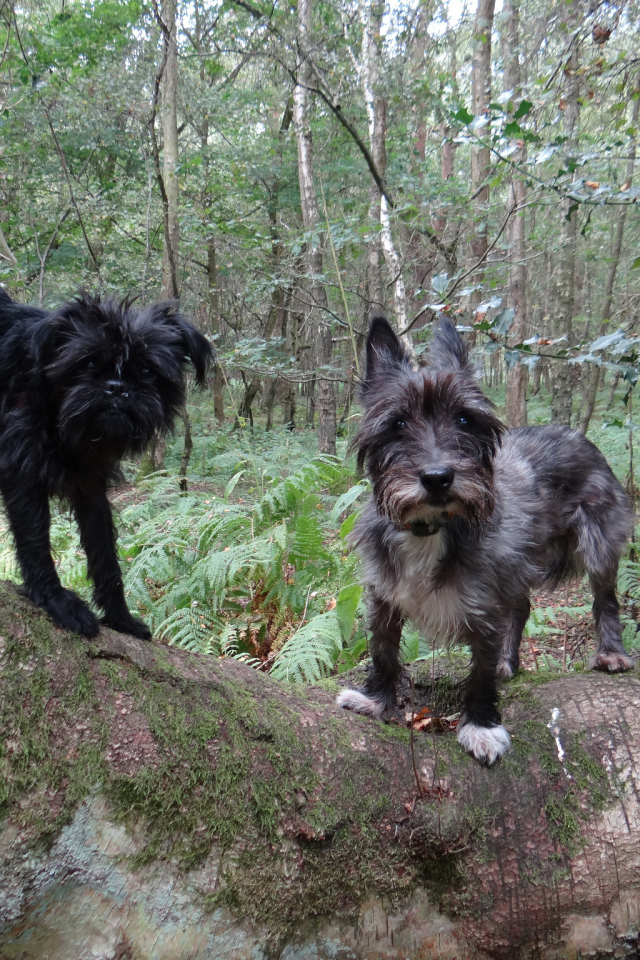 Аффенпинчеры в лесу