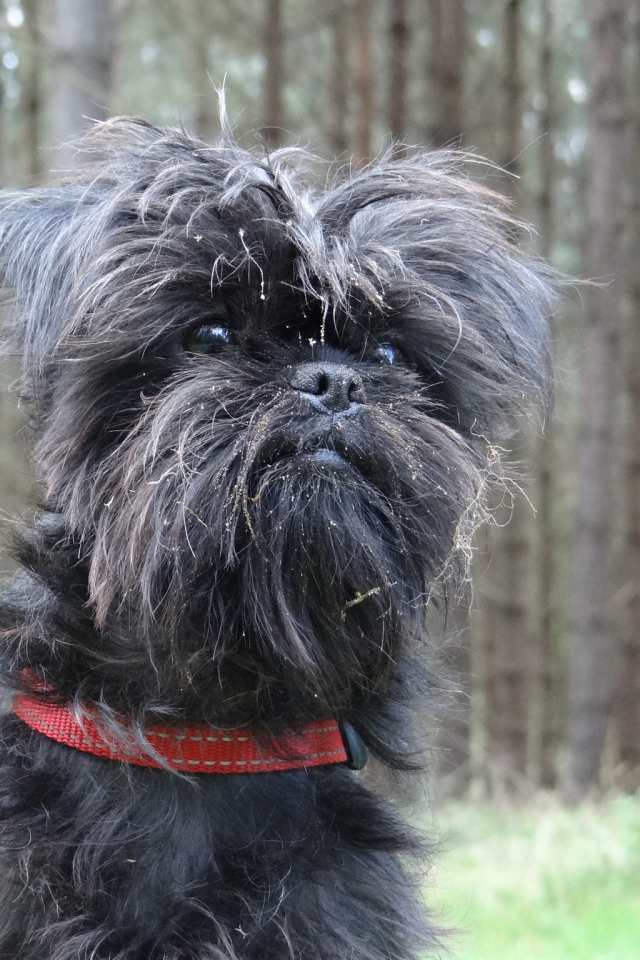 Аффенпинчер на фоне деревьев