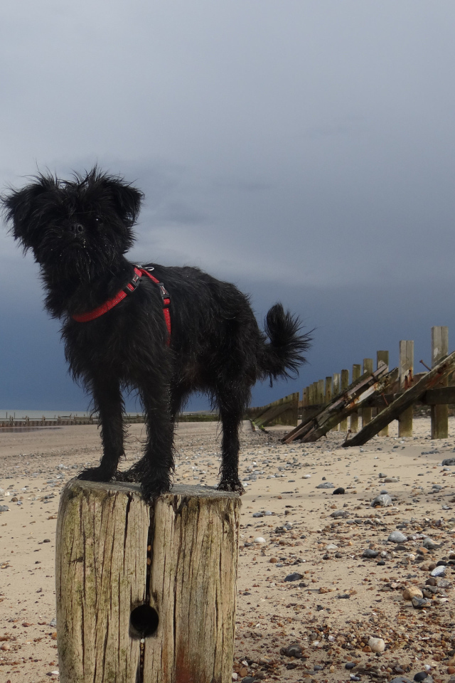 Аффенпинчер на пляже