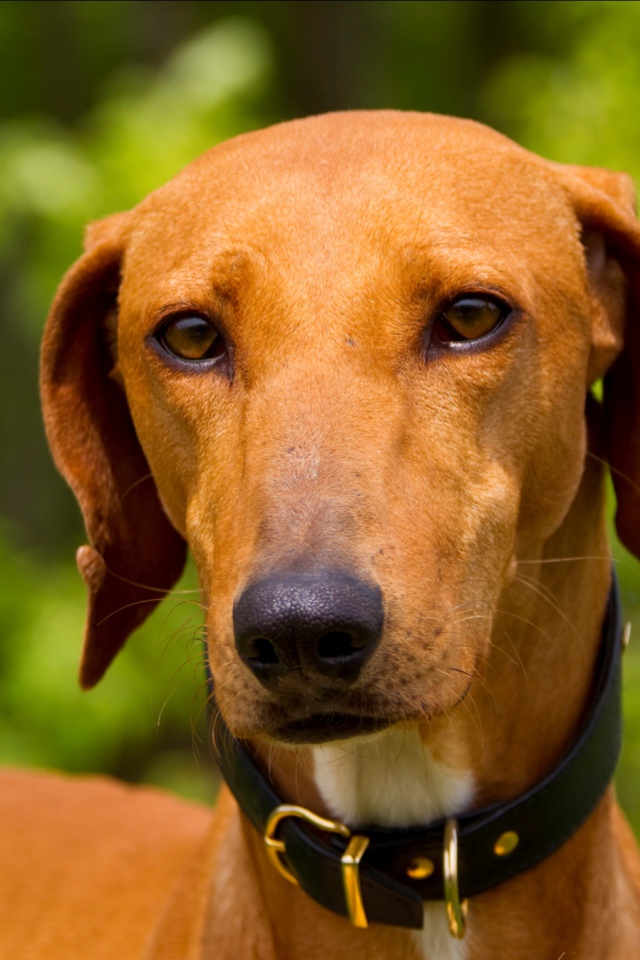 Африканская порода азавак