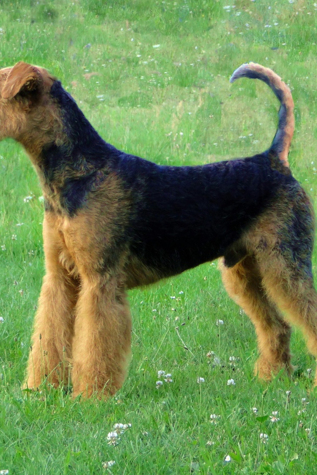 Эрдельтерьер на лугу