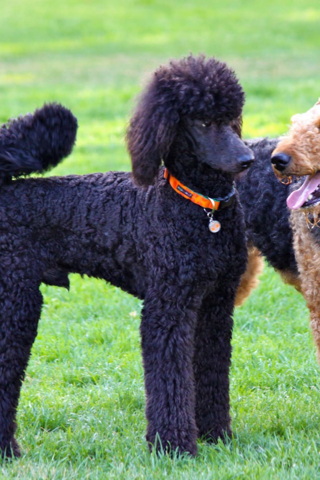 Эрдельтерьер и пудель