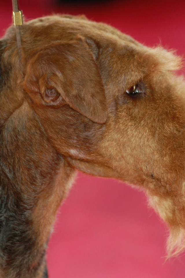 Эрдельтерьер на розовом фоне