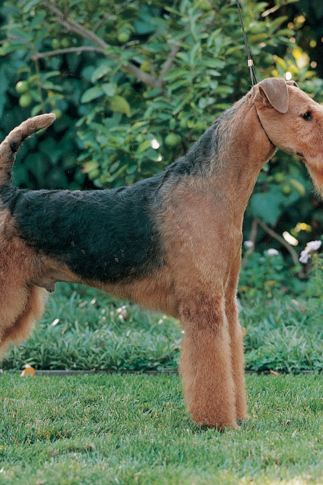 Эрдельтерьер на фоне зелени