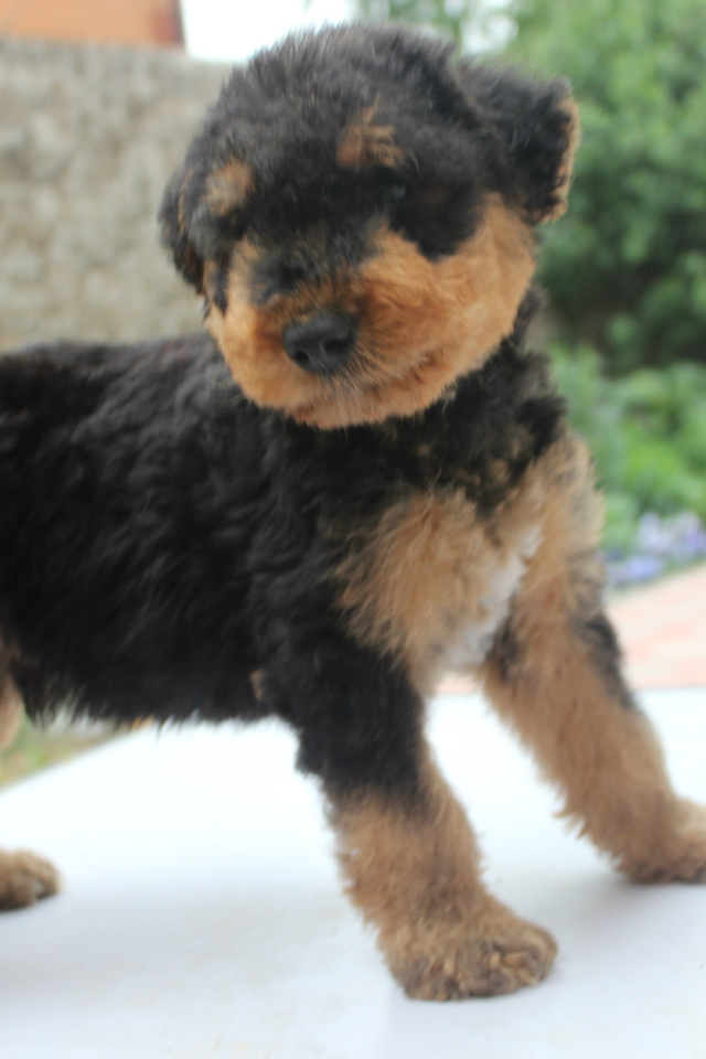 Щенок эрдельтерьера