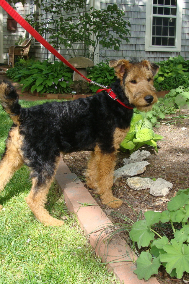 Щенок эрдельтерьера на прогулке