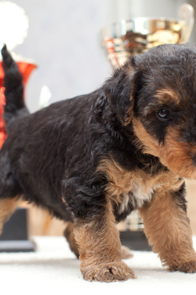 Щенок эрдельтерьера учится ходить