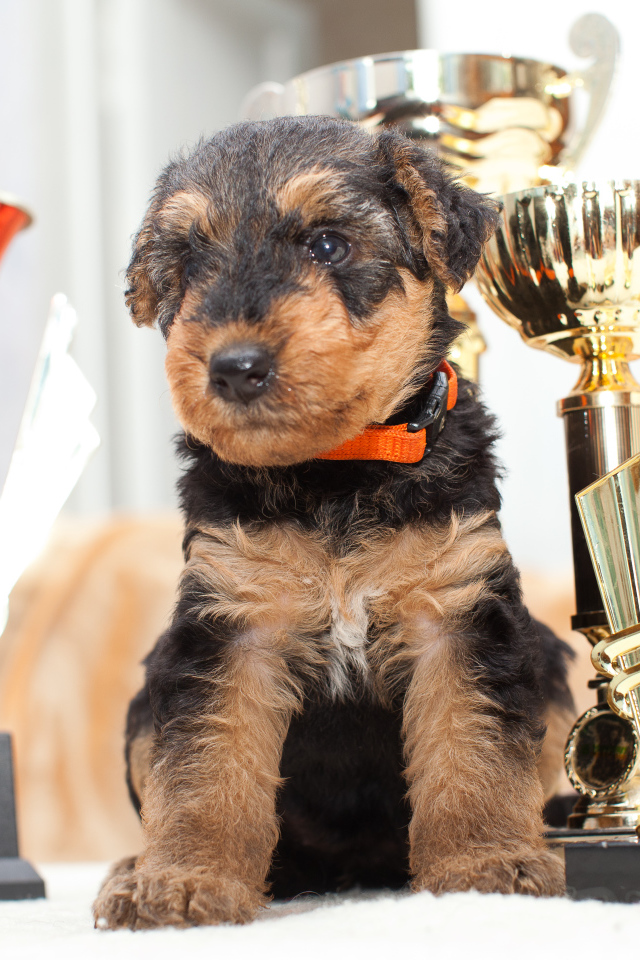 Щенок эрдельтерьера с наградами