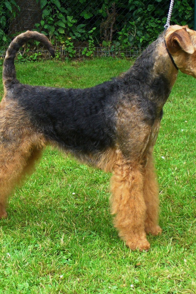 Эрдельтерьер со своим кубком