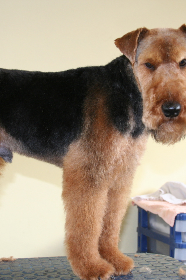 Эрдельтерьер на приеме у ветеринара