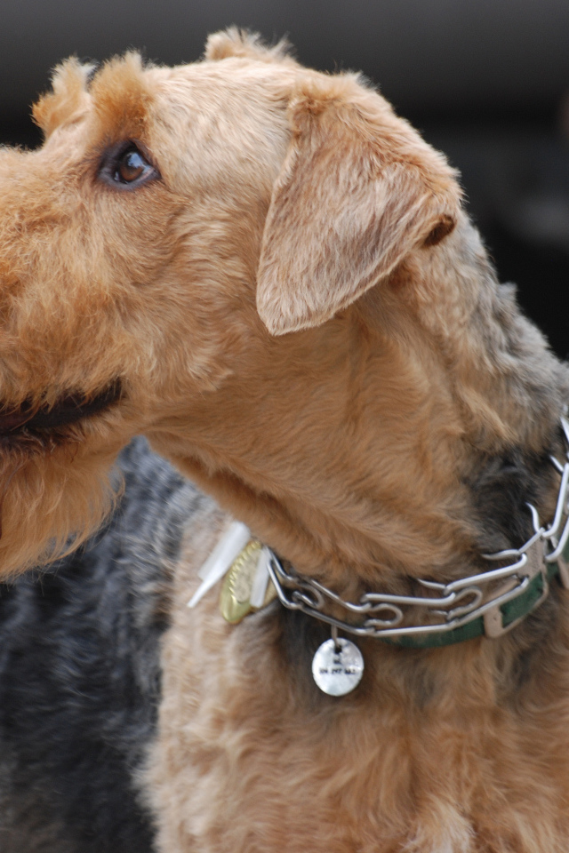 Собака эрдельтерьер на выставке