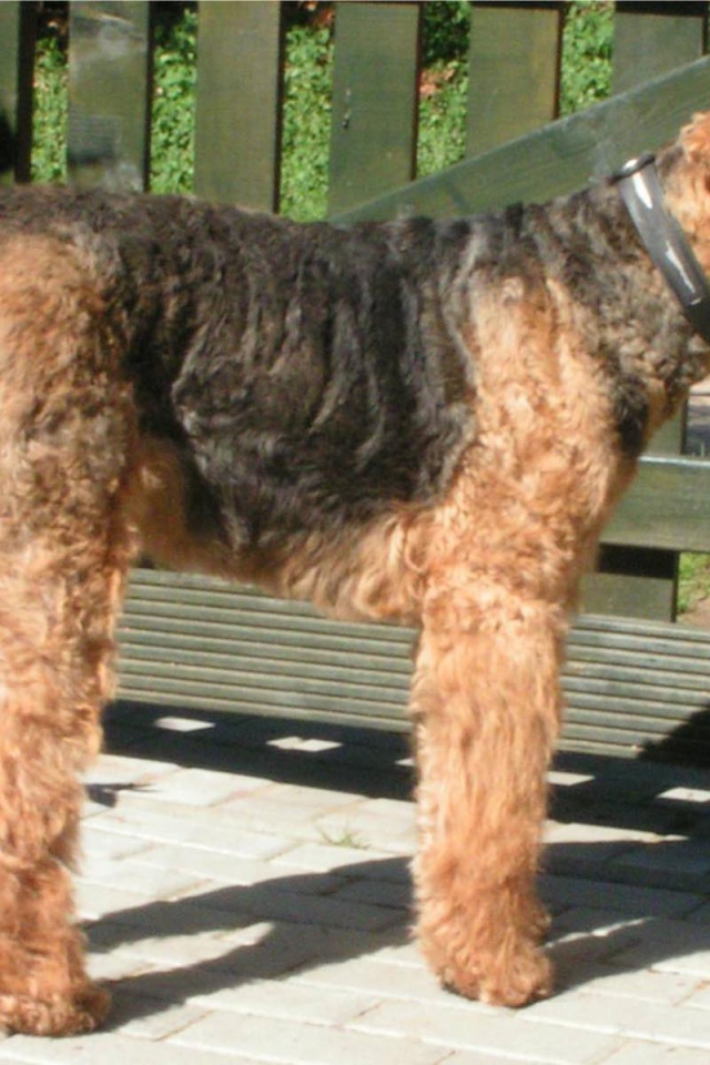 Пес эрдельтерьер охранник