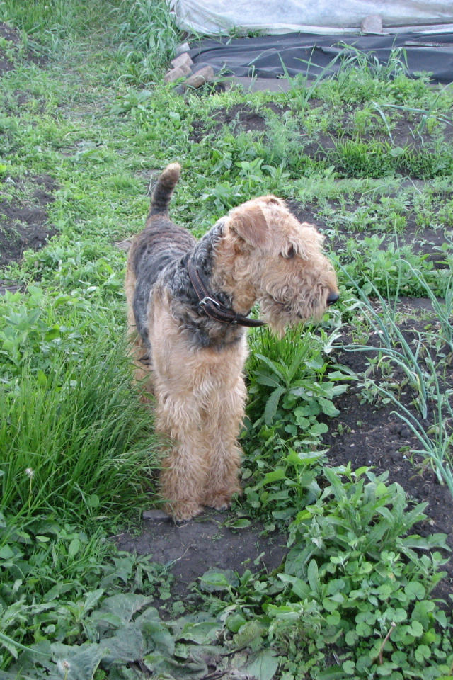 Собака эрдельтерьер в огороде