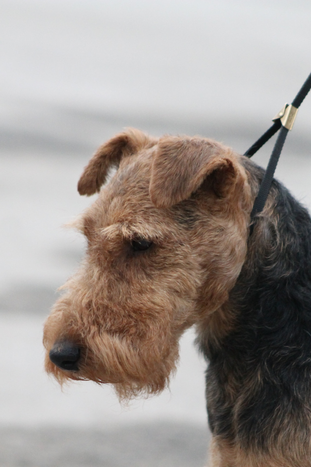 Пес эрдельтерьер на поводке