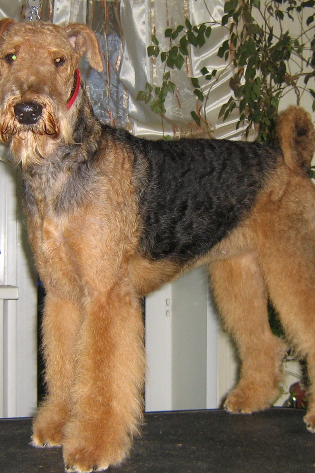 Собака эрдельтерьер на столе