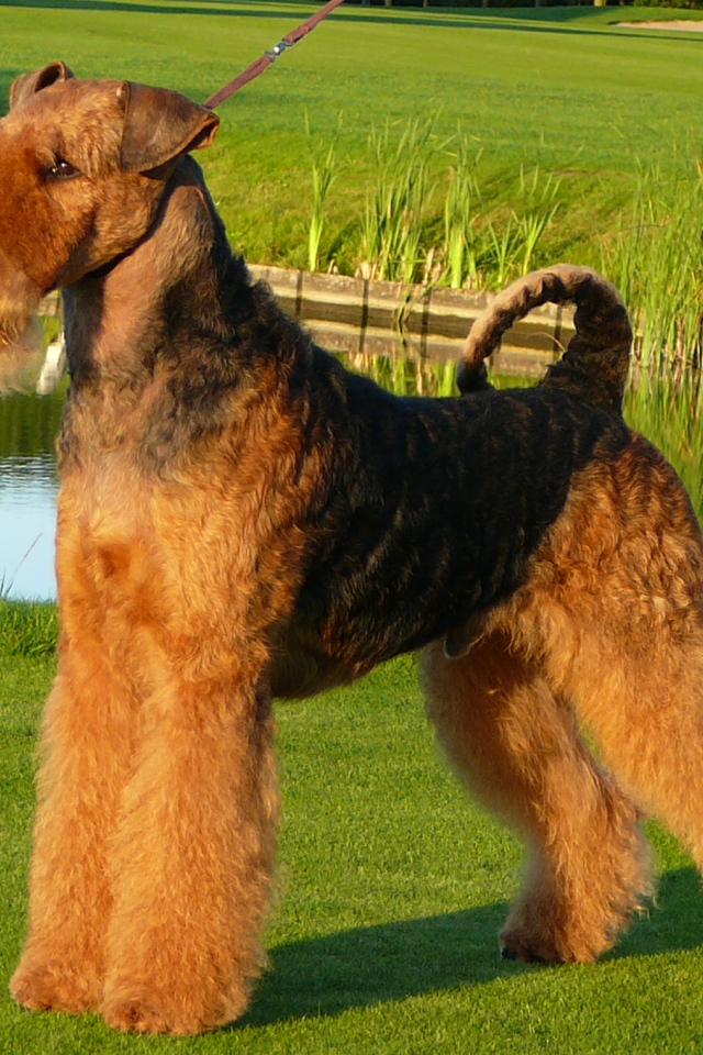 Собака эрдельтерьер у пруда