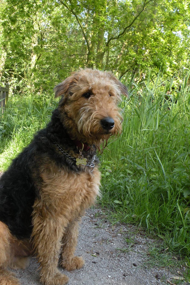 Собака эрдельтерьер сидит