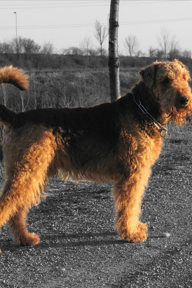 Пес эрдельтерьер за городом