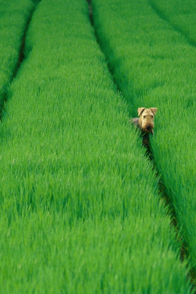 Эрдельтерьер в зеленых полях
