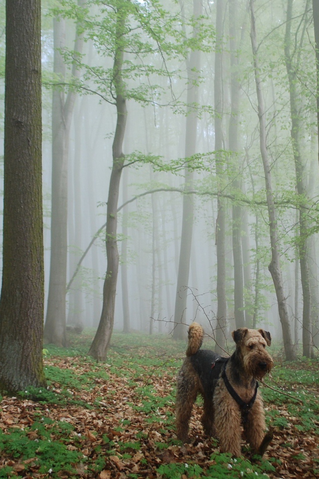 Эрдельтерьер гуляет в лесу