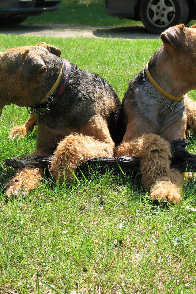 Эрдельтерьеры делят палку