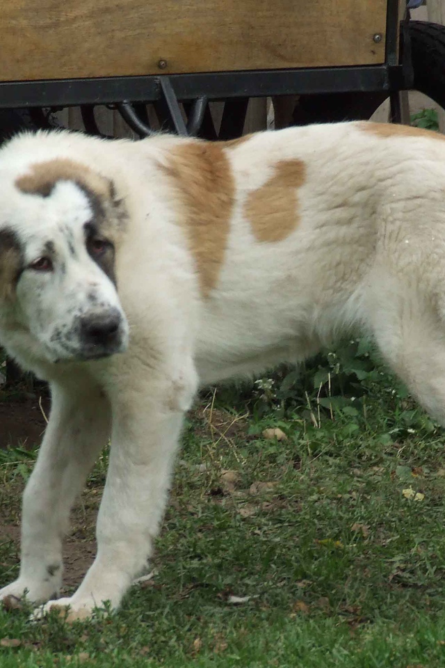 Алабай заискивает перед хозяином